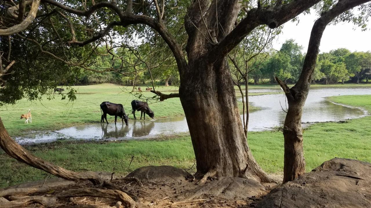 Sigiri Holiday Villa Sigiriya Ngoại thất bức ảnh